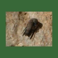 Hirundo_rupestris.jpg