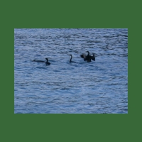 Phalacrocorax_aristotelis.JPG