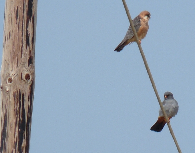 Falco cuculo, coppia