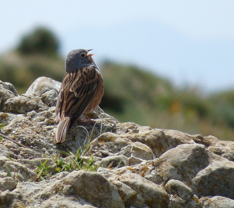 Ortolano grigio